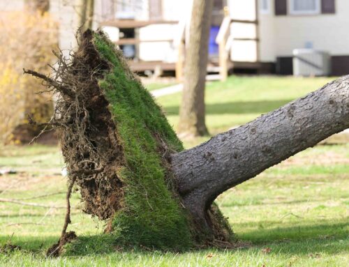 When a Tree Falls