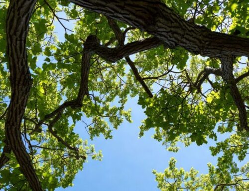 HOA Trees: Take Pop Up Survey #2