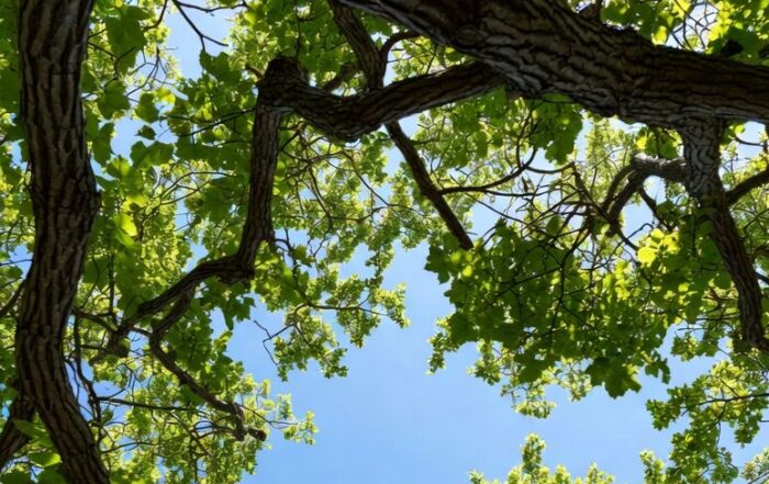 HOA Trees