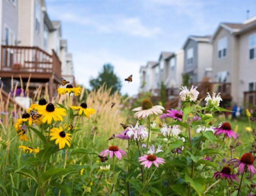 The Environmental HOA